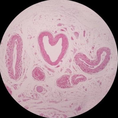 Lama999_M's profile picture. Student of clinical medical laboratories