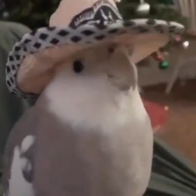 Sono ELVIS🐦 il pappagallo, e ripeto solo quello che piace a me e ripeto solo quello che piace a me🐦🐦🐦UN ACCOUNT SOLO PER PERSONE IRONICHE