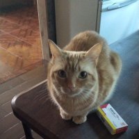 FNC LagOz (@lagoz99) 's Twitter Profile