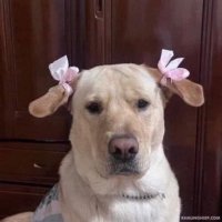 Celine🌸 (@skillipeng) 's Twitter Profile