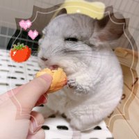 丼とはまち🍅 (@donshi_h) 's Twitter Profile