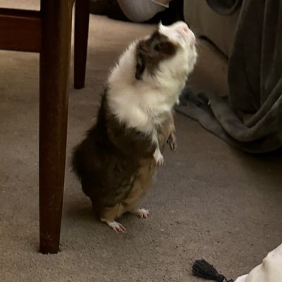 Hannah12268691's profile picture. 