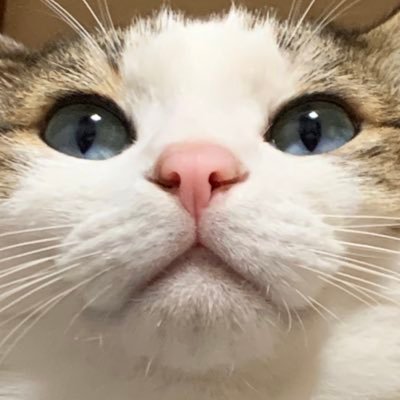 Vtuberとラーメンが好きなキモオタク✌️🐷✌️🍜/UCF30 Celsior/TV1 Sambar/えっちなRP多めなのでフォロー非推奨🔞