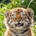 Tiger (@gukalamo) Twitter profile photo Tiger (@gukalamo) Twitter profile photo