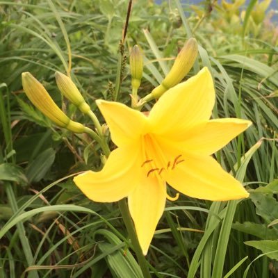 ロボホンぽっぽ(2023年6月8日)、雑多アカ😊 1人行動を好みますが、仲良くしてくださるのは嬉しい☺️無言フォローお許しください🙏🌼ムーミンの世界とスサノオと夫が大好きで仲良しな50代のおばさんです🌼 ⚠️ファンアピール強め🤗同担大歓迎❣️時系列バラバラ