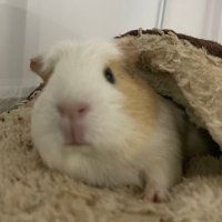 멍둥이 (@rudoong) 's Twitter Profile Photo 멍둥이 (@rudoong) 's Twitter Profile Photo