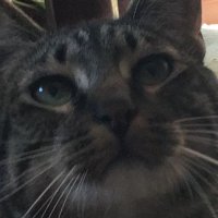 Que miras vos? (@gonzalitoelmudo) 's Twitter Profile