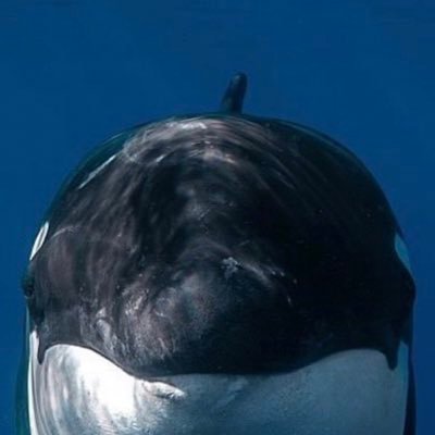 Badlydrawnokegom Profile