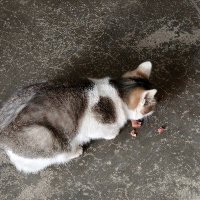 飞鸿踏雪 (@fhtx666) 's Twitter Profile