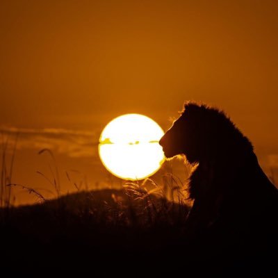 Rohan_121's profile picture. Everything on red