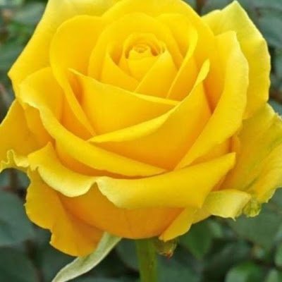 GuillanoAn58280's profile picture. 