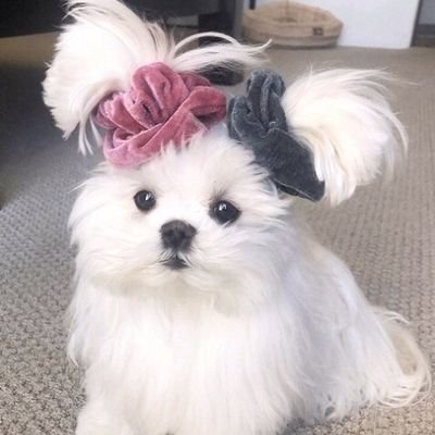 bbosikii2's profile picture. 좋아하는 건 아주 좋아하는 편