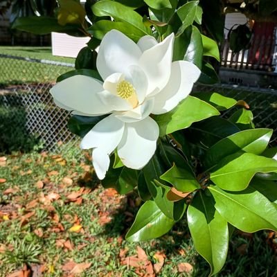 mary_rayburn4's profile picture. Woman,  mother,  Grandma,