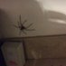 pîrevok🕷️ (@pirevok_) Twitter profile photo pîrevok🕷️ (@pirevok_) Twitter profile photo
