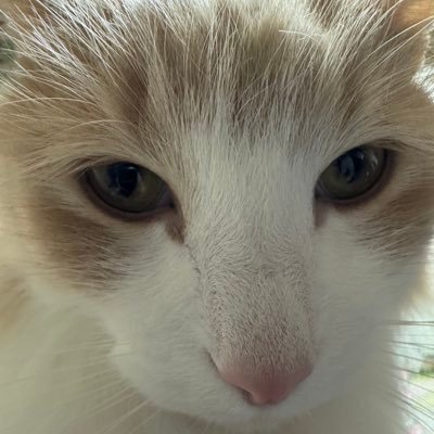 くろえ🐈さんのプロフィール画像