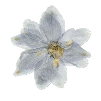 _Ashuuu's profile picture. my life my rules ❣️