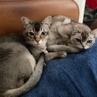 Mr. Max and Mayor Muffin (RIP)π¨π¦ (@leet_muffin) 's Twitter Profile