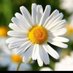 12Daisies_x (@12daisiesx0x) Twitter profile photo 12Daisies_x (@12daisiesx0x) Twitter profile photo