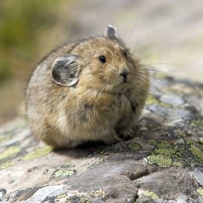 ratfuc1's profile picture. 