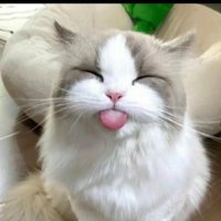 BitchKitty1 (@bitchkitten8) 's Twitter Profile