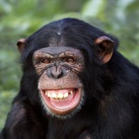 SpecialChimp (@da__chimp) 's Twitter Profile