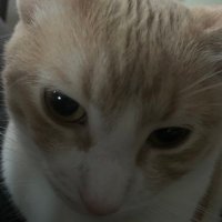 bvop (@cowboybvop) 's Twitter Profile Photo bvop (@cowboybvop) 's Twitter Profile Photo