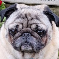 George's Dad (@seabird__) 's Twitter Profile