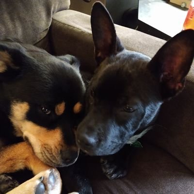 nelson8203's profile picture. 