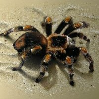 🕷 Fab 🕷 (@mygale02) 's Twitter Profile