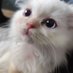 Ali Aksay (@bertktana) Twitter profile photo