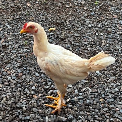 lambizomi's profile picture. consigo tudo o que eu quero e faço tudo o que tenho vontade.