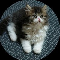 ちはる (@chihariwj) 's Twitter Profile