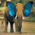Arno 🚲, riding away 🐘🦋 (@abies77) Twitter profile photo Arno 🚲, riding away 🐘🦋 (@abies77) Twitter profile photo