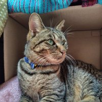 ココ姫 (@4sl2qaewmejwyrx) 's Twitter Profile Photo