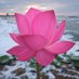 llotus (@llotus6) Twitter profile photo llotus (@llotus6) Twitter profile photo