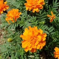 Marigold (@msmariigold) 's Twitter Profile