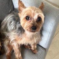 gabi lucena (@lucenagabri) 's Twitter Profile