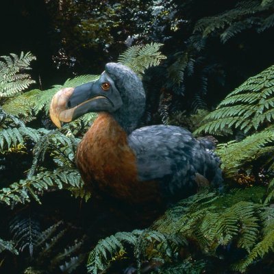 I am great at art and love world building and speculative evolution/biology so collaboration is available, I'm great at designing creatures!