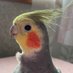 ポコ&空🐤🐤 (@pokookame) Twitter profile photo ポコ&空🐤🐤 (@pokookame) Twitter profile photo