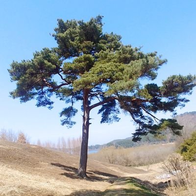 ssidmaru's profile picture. 잘못된 것을 아는 것 부터가 시작이다....