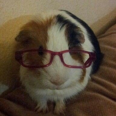 stdysabswf's profile picture. Ceará, BR