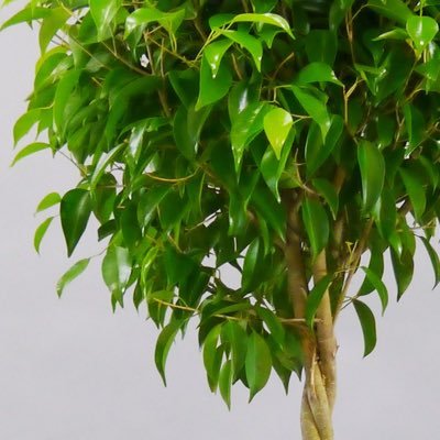 ベンジャミン(学名:Ficus benjamina)は、クワ科イチジク属の非耐寒性の常緑樹。標準和名はシダレガジュマルで、学名からフィカス・ベンジャミナ、別名でベンジャミンゴム、ベンジャミンゴムノキ、シロガジュマルともよばれる。観葉植物としてもよく知られ、多くの園芸品種がある。Amazonアソシエイト参加