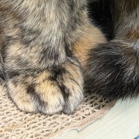 참깨 (@goma0712) 's Twitter Profile Photo