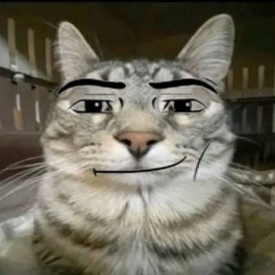 I repost cute animals for a living, with a bit of funny memes as well.
