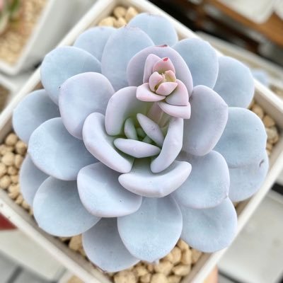 🔰室内タニラー(∗ˊ꒵ˋ∗) 万年室内栽培ですが、可愛く育てられる様に頑張ってます!(2022年より一部実家で外栽培)🌱北海道🌱無言いいね・フォロー失礼しますm(._.)m