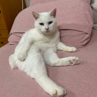 ヒメ (@feathime) 's Twitter Profile