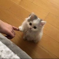🐶 (@kaitomt) 's Twitter Profile Photo 🐶 (@kaitomt) 's Twitter Profile Photo