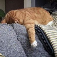 RASCoCoL (@rascocol) 's Twitter Profile