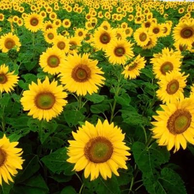 najlaaouda88's profile picture. ux/ui Designer and web developer