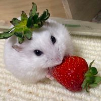 まめもち (@karashippo_ppo) 's Twitter Profile Photo